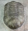 Austerops Trilobite - Jorf, Morocco #68643-3